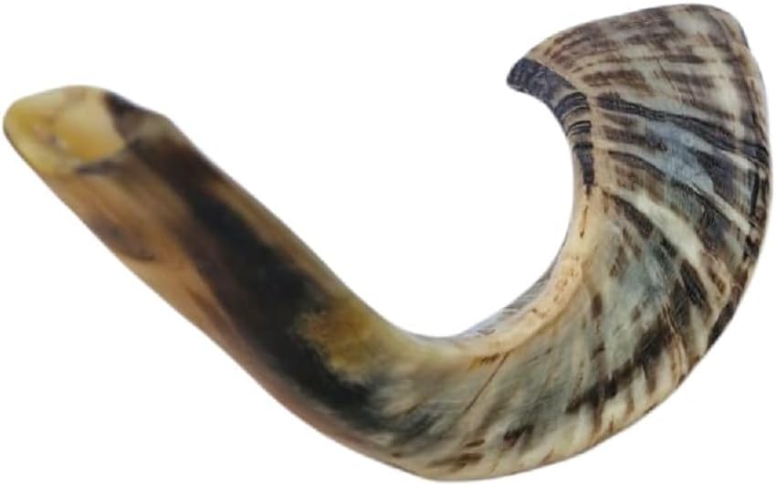 Amen Judaica Ram Horn Shofar From Israel, Beautiful Blowing Shofar Made In Israel (12-14 Inch)