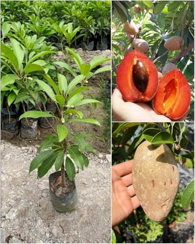 Image of Thai Sapota Chiku Live Fruit Plant | Grafted Dwarf Variety of Zapote Chico | Manilkara Zapota Tree for Home Garden | High Yield, Sweet Fruit | Easy Grow | Live Plant for Backyard - Pack of 1