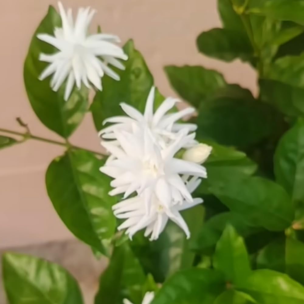Amazon.com : 2 Jasmine Plants Live, Climbing Jasmine Flower Plant