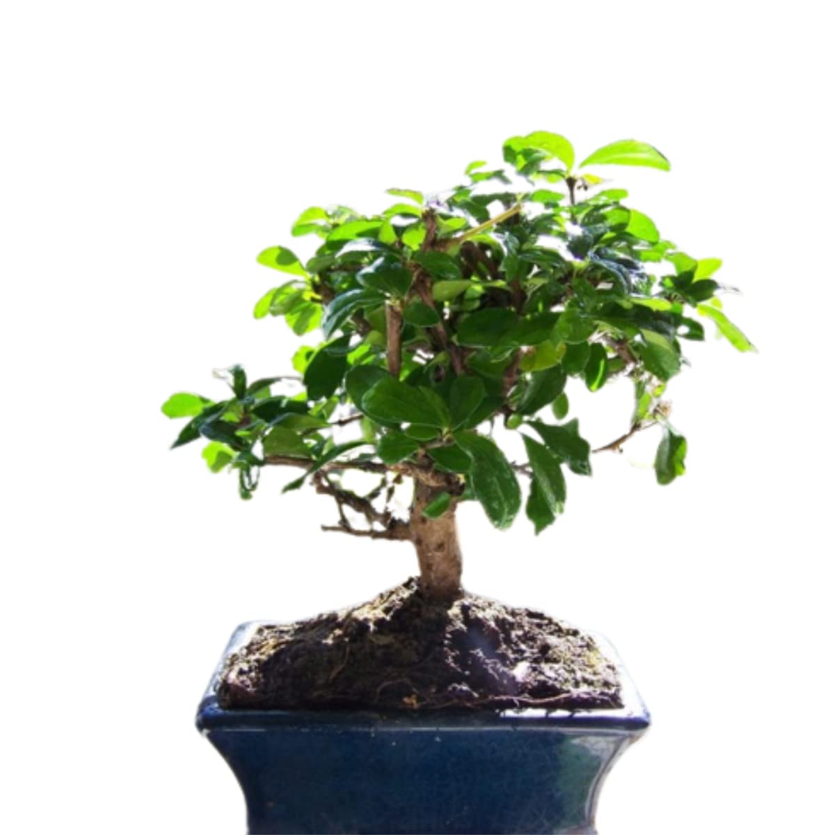Verdecora Bonsai 5 años | En maceta de cerámica de 15x10x5cm (Carmona)