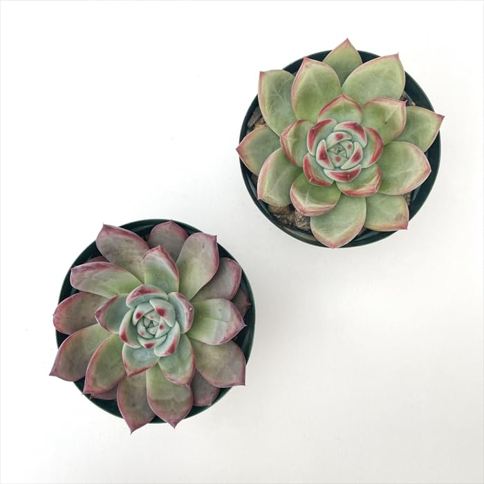 ぼのぼの リンゼアナ 実生苗 多肉植物 エケベリア Amazon｜多肉植物 swkエケベリア 二瓶リンゼアナ 実生 多肉植物