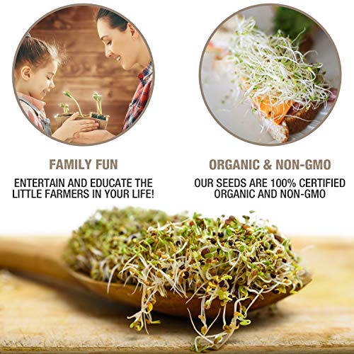 Mumm's Sprouting Seeds - Spring Salad Mix - 250 GR - Organic Sprout Seed Kit - Broccoli, Radish, Alfalfa and Red Clover