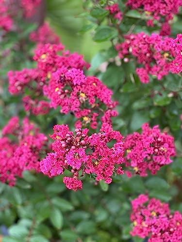 4 Pack - Tonto Crape Myrtle Trees - Red/Fushia Blooms #TOP15