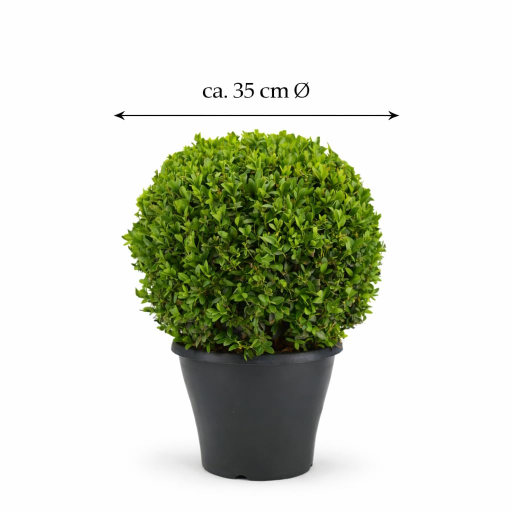 Buchsbaum Kugel Ø 35 cm – Echter Buxus sempervirens, immergrün & winterhart – Formschöne Garten-Deko für Beet, Terrasse & Eingangsbereich