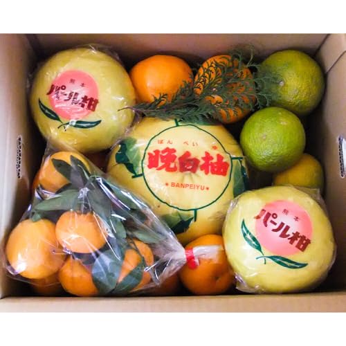 柑橘詰合せセット 約10kg[12月上旬-1月上旬頃出荷予定]