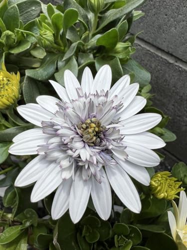 オステオスペルマム シルバー ホワイト 花苗のサムネイル