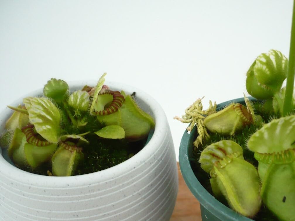 Amazon.co.jp: 食虫植物 セファロタス Cephalotus follicularis 2号 丸