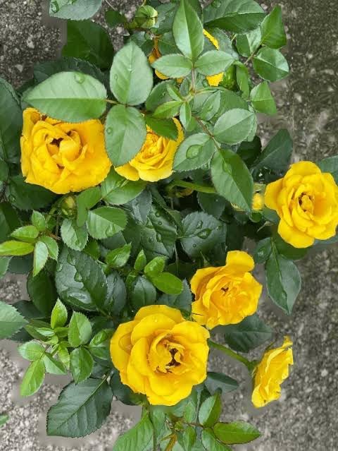 Image of Bigreen Yellow Rose a€ inch Live Flowering Plant with Pot for Home & Garden Natural Plant Yellow Colour Rose Flower Tree Plant Hybrid Grafted