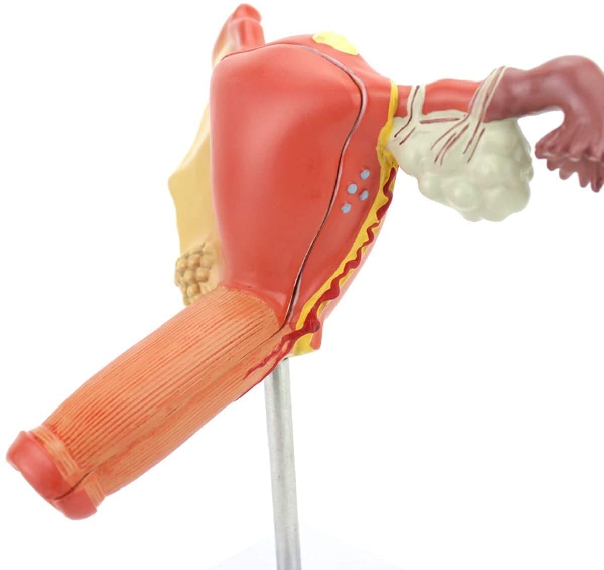 Model Edukacyjny, Anatomiczny Model Macicy Ludzkiej, Medyczny Anatomiczny Ludzki Jajnik Choroba Pochwy Materiał Pvc Model Anatomiczny Pomoce Dydaktyczne
