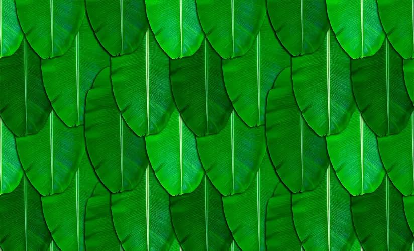 8x8ft Banana Leaf Backdrop for Decoration | Traditional South Indian Style Green Background Cloth Banner for Haldi, Wedding, Mehendi & Pooja Festival Decor | Gruhapravesam Photo Booth Curtain-image-30
