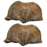 brachiopodes pdf Outil pédagogique - idéal pour les fêtes, les anniversaires, les fins éducatives, les décorations de fête, la journée, etc., la décoration de modèles