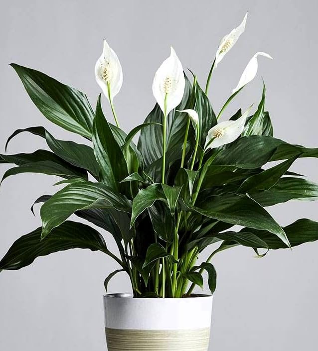 Indoor Live Peace Lilly Plant with Growing Bag, Air Purifying Indoor Plant for Home, Living Room, Bedroom, Garden Decor