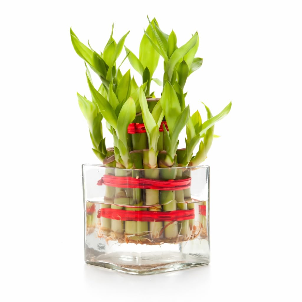 GharBuddy- DecorativeTransparent Square Glass Vase | for Bamboo,Money Plants,Flowers, Live Plants |Decoration for Home,Office, Living Room, Table Decorations | Dimensions (4x4x4 Inches)-image-29