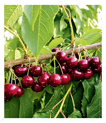 BALDUR Garten 1x Selbstfruchtende Süßkirsche Swing, Pflanze im 3 Liter-Topf, Prunus avium, Kirschbaum, essbare Früchte, bienenfreundlich,selbstfruchtend, wurmfrei, winterhart, pflegeleicht, blühend