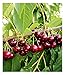 Produktbild BALDUR Garten Selbstfruchtende Süßkirsche Swing, 1 Pflanze, Prunus avium, Kirschbaum, essbare Früchte, bienenfreundlich,selbstfruchtend, wurmfrei, winterhart, pflegeleicht, blühend