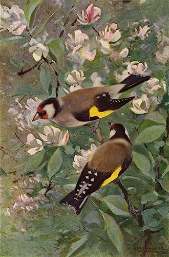 Peinture murale Chardonneret Wilhelm Kuhnert, affiche impression toile abstraite 60x90