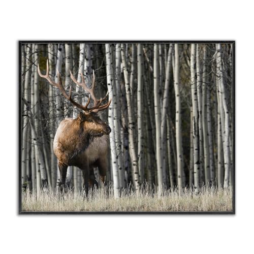 Elk Woodland Birch Forest Photograph, 11 x 14 Inch Framed Giclée Print