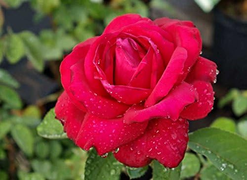 Miniatura 5 de 5 ROJA ROSA Arbusto Rosa Arbusto Perenne Semillas de Flor Peine S/H