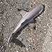 Safari Ltd Blacktip Reef Shark Figurine - Lifelike 5.75