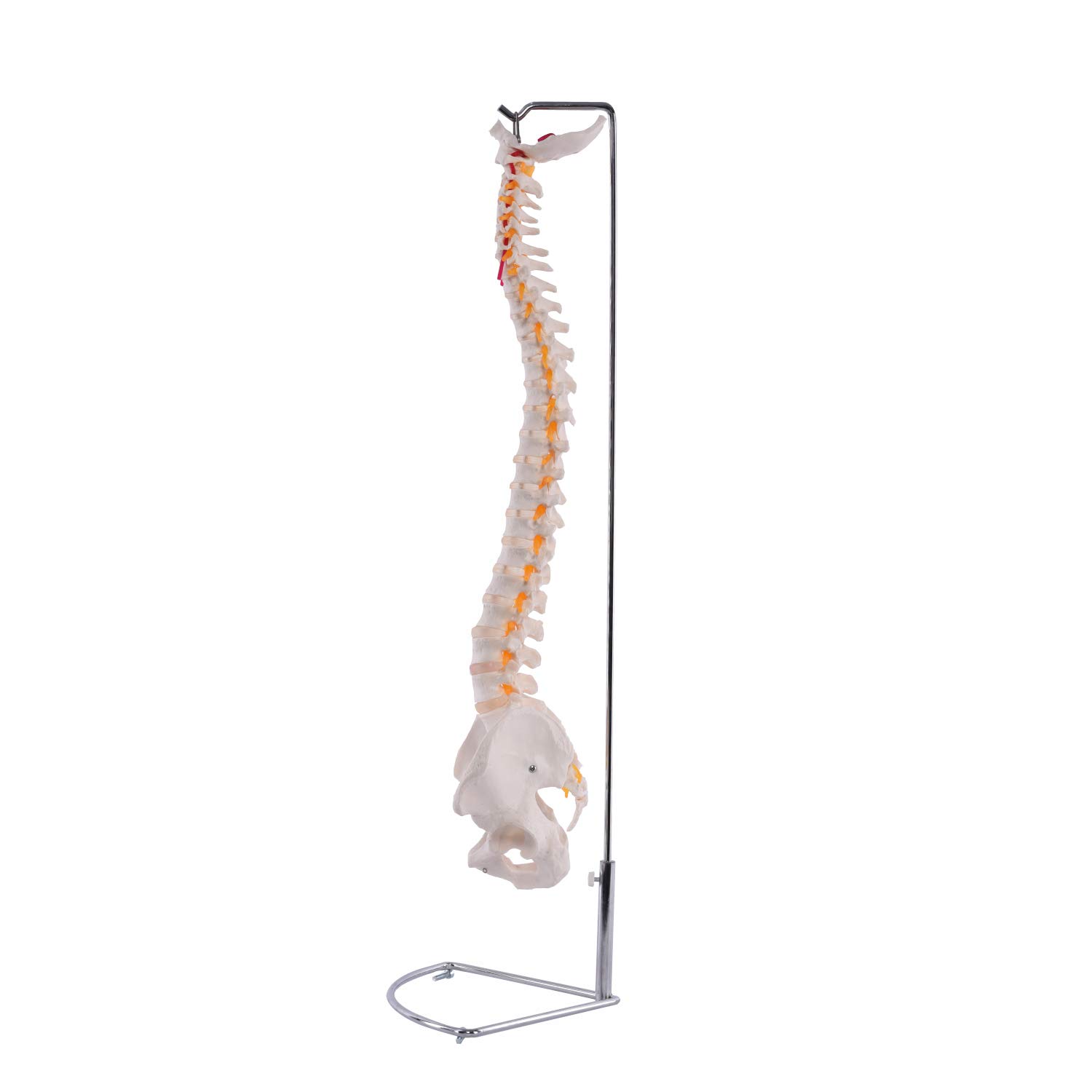 Flexible Wirbelsäule mit Becken I detailliertes anatomisches Modell der menschlichen Wirbelsäule (ca. 85 cm) I inklusive Stativ I ideal als Lernmodell