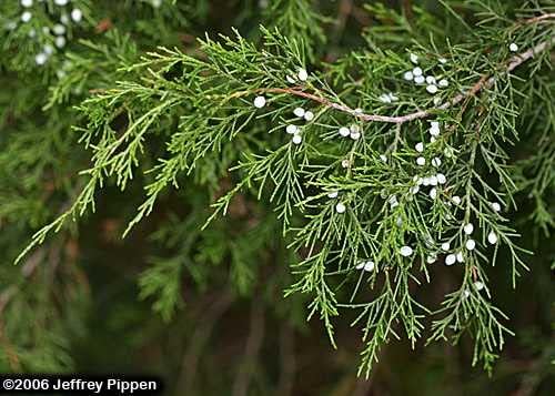 Miniatura 6 de Árbol de cedro rojo del sur  30 plantas vivas  Juniperus virginiana Silicicola  Árboles resistentes de hoja perenne de rápido crecimiento
