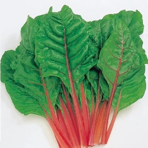 スイスチャード タネ 菜類 スイスチャード赤 1袋(4ml) 種 野菜たね 【YTC68】 / 国華園 第四種郵便 22年秋商品