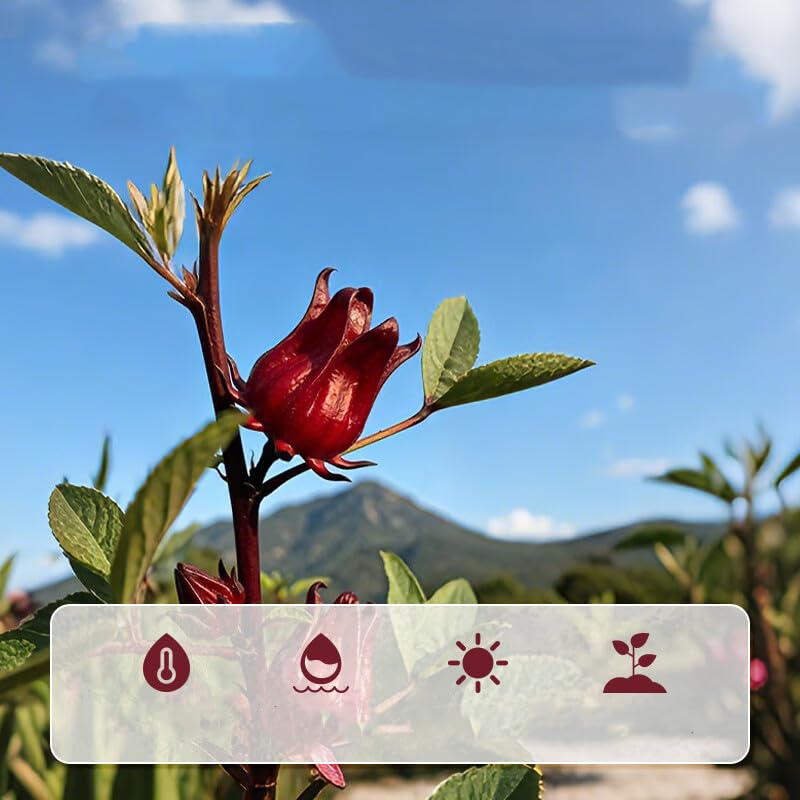 Flores secas de hibisco sin azufre 100g bolsa resellable miniatura 2