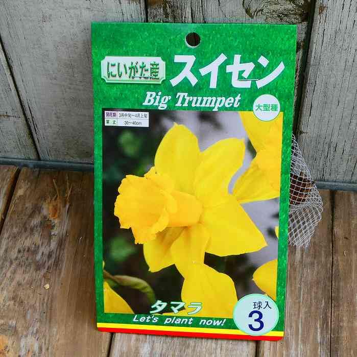 Amazon | 水仙 球根 タマラ ラッパ咲き 3球入り 秋植え スイセン