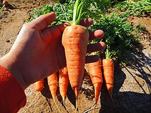 Miniatura 4 de Chantenay Red Core - Semillas de zanahoria 300, 600, 1000, 2000, 5000 lotes de semillas dorado-naranja (600)