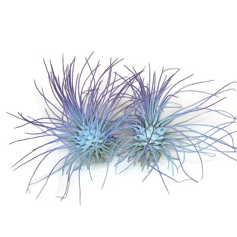 Image of Thin Air Plant, Guatemala Tillandsia Live Airplant, Healthy Arrival Guaranteed, Great Indoor Plant, Home Decor & Gift (2 Rainbow #5)