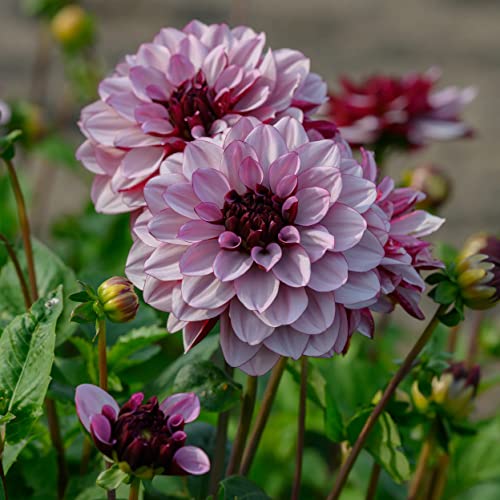 Votaniki Creme De Cassis Dahlia Tuber Clumps - Perennial, Spectacular Flower, Creme De Cassis Flowering Dahlia Tuber - Perfect Addition for Garden (1 Pack)