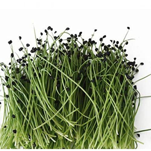 MICROVERDES DE CEBOLA DURGA