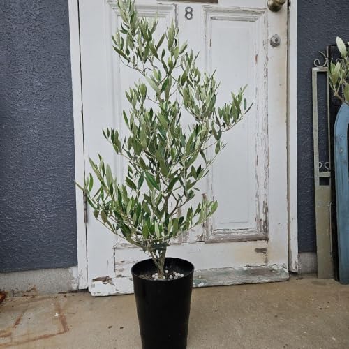 観葉植物 7号 オリーブ」の人気商品一覧 | 安い商品を通販サイトから