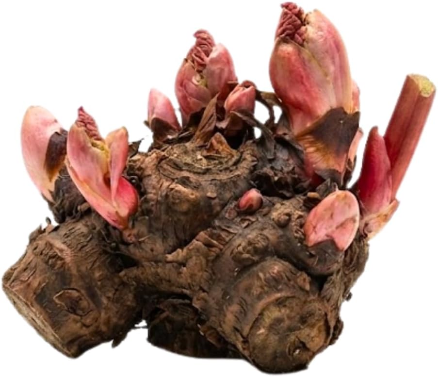 4 Large Rhubarb Crown Plants, Rhubarb Plants Root for Planting, Big Size 6-7 Inch Crown,High-Yield Hardy Rhubarb with Giant Red Stalks for Outdoor Gardens