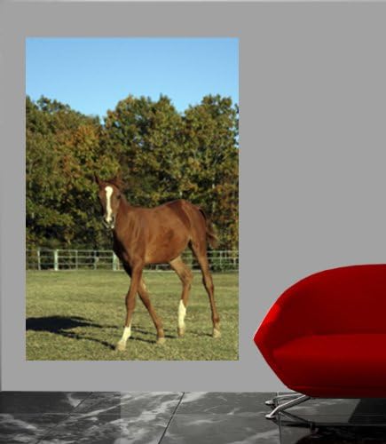 Horse Portrait Wall Decal