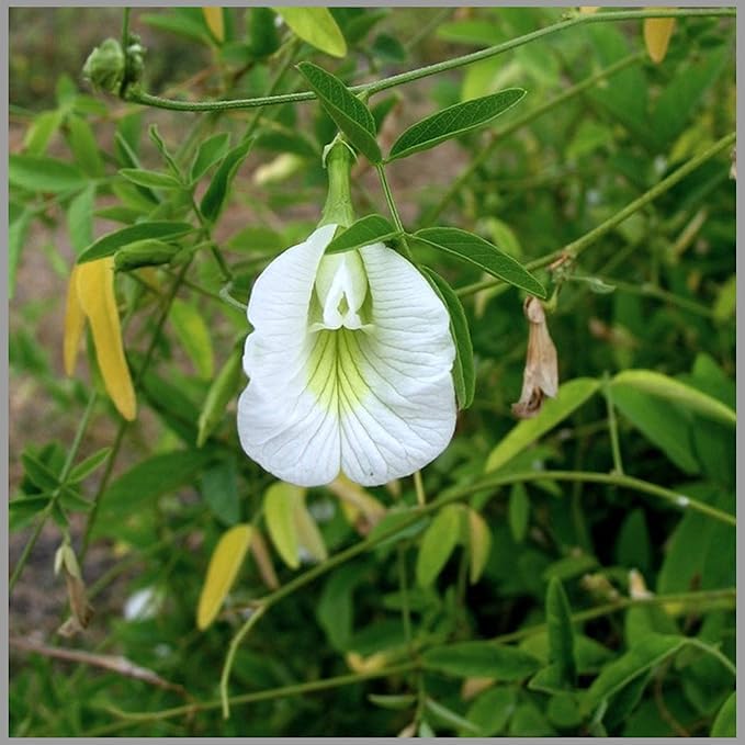 FloraPlax White Aparajita Double Flowering/Butterfly Pea Flower Plant - 1 Live Plant