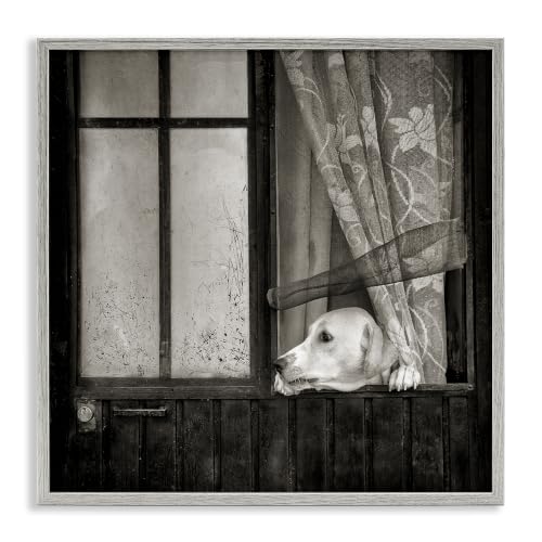 Labrador Dog Farmhouse Barn Door, 24 x 24 Inch Framed Giclée Print