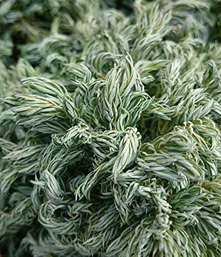 9cm Pot Chamaecyparis pisifera Boulevard Dwarf Conifers (1 Pack)