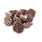 Package of 10 Mini Compatible with Lotus pod Heads for Crafting Hand Natural Dried Brown Compatible with Lotus pods no Stems