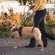 Hundeschwanz Schutz, Einstellbar Hundeschwanzschutz FüR Wunden, Hundeschwanzschutz FüR MittelgroßE Und GroßE Hunde, Schwanz-Wundschutz FüR Haustiere Und Tiere, Schwarz, M