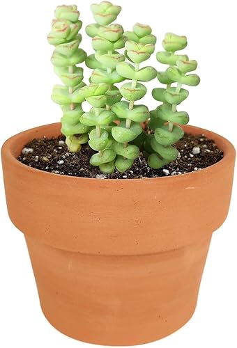 Miniatura 8 de Crassula - Collar de bebé con gusano suculenta suculentas únicas y saludables para decoración del hogar y la oficina maceta moderna blanca de 4