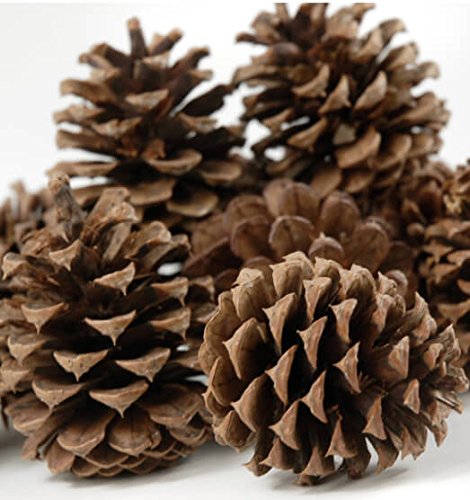 500G Natural Fir Pine Austriaca Cones Florist Xmas Wreaths Garlands Wedding Christmas