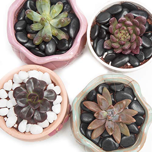 Image of Black Small Pebbles - Decorative Gravel Rock Plant Stones,3 /8 inch Natural Polished Stones Succulent Gravel,Pebbles Gravel for Bamboo Plants,Succulent,Home Decor,Landscaping,Vase Fillers.