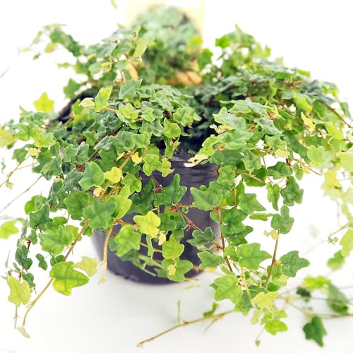 hs`mrd tBJX v~ NGLtHA Vĝ 3 1 ϗtA J[[t w Ficus pumila var. quercifolia N ϊ΂鐫 ɏTCY̗t ~WJVoAWTĈ悤ȃj