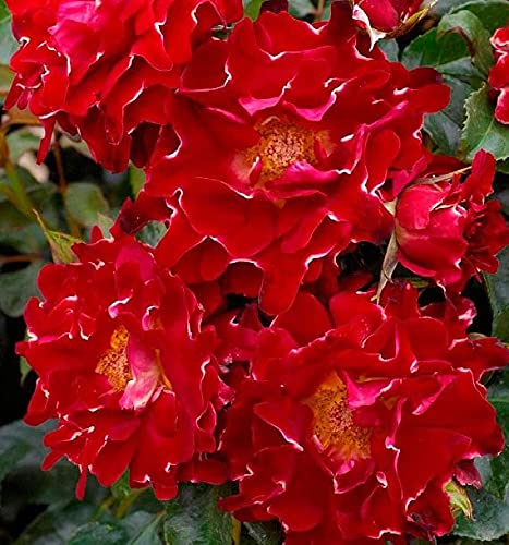 Aiden Gardens Rare Exotic Red Lady Ruffles Rose Live Plant Home Garden Beautiful Plant 2 Live Plant (B093L1WGNG) Amazon Price History, Amazon Price Tracker
