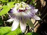 Passiflora Edulis Passion Fruit 2 Starter Live Plant