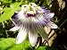 Passiflora Edulis Passion Fruit 2 Starter Live Plant