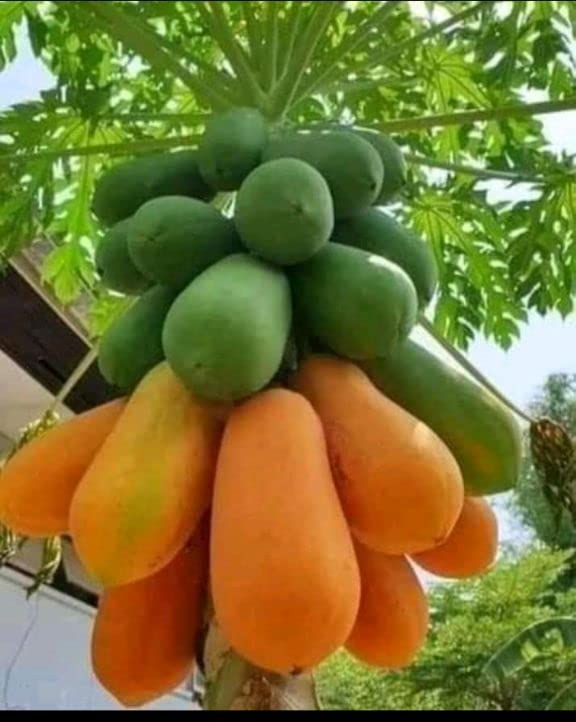 Balbasaur Rare Dwarf Hybrid Papaya Fruit Seedling Live Plant (B0BC5FN1FW) Amazon Price History, Amazon Price Tracker