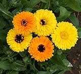 Arancione Pot Marigold Dwarf Gitana 150 Seeds - Calendula Officinalis Fiore annuale - NPWS:Seeds