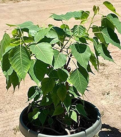 Trendygreens Peepal Ornamental & Shade Trees Plant Live with Beautiful Pot